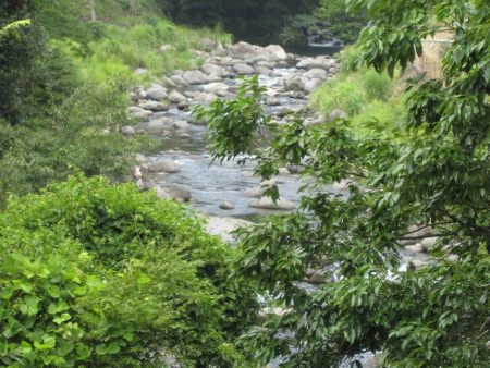 狩野川(狩野川漁業協同組合) 釣果