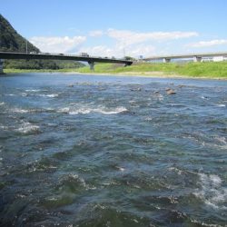 狩野川(狩野川漁業協同組合) 釣果