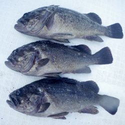 TOPGUN名古屋 釣果