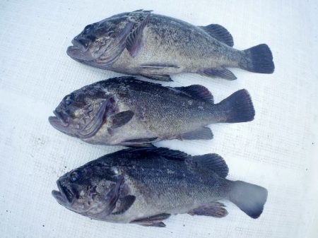 TOPGUN名古屋 釣果