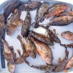 TOPGUN名古屋 釣果