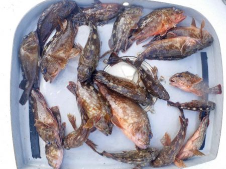 TOPGUN名古屋 釣果