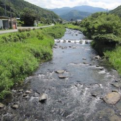 狩野川(狩野川漁業協同組合) 釣果