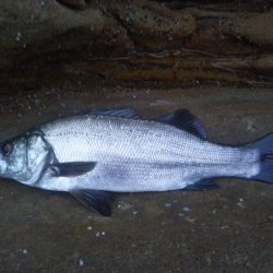 徳島県より7月のヒラスズキレポート 18年タチウオシーズンの動向は ハル氏連載 Vol 2 カンパリプラス