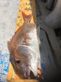 幸吉丸 釣果