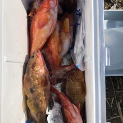 リトルワン 釣果