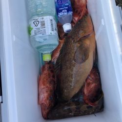 リトルワン 釣果