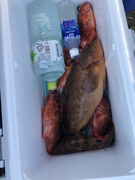 リトルワン 釣果