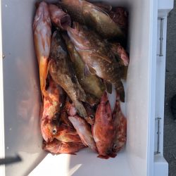 リトルワン 釣果