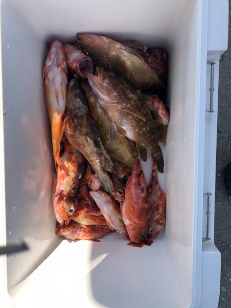 リトルワン 釣果