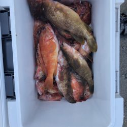 リトルワン 釣果