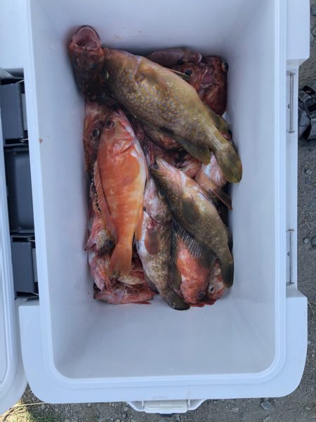 リトルワン 釣果