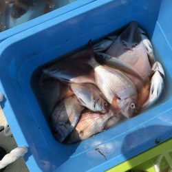 リトルワン 釣果