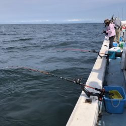 リトルワン 釣果