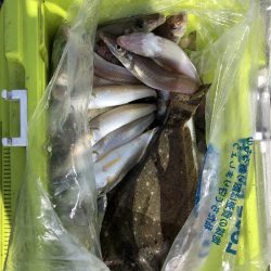 リトルワン 釣果