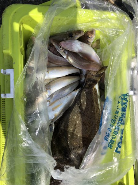 リトルワン 釣果