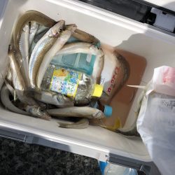 リトルワン 釣果