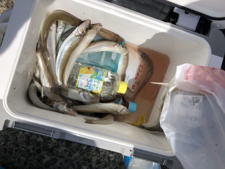 リトルワン 釣果