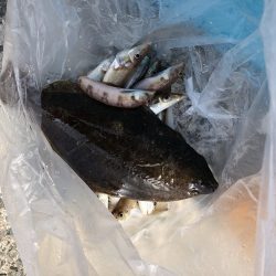 リトルワン 釣果