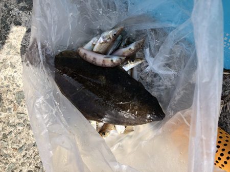 リトルワン 釣果