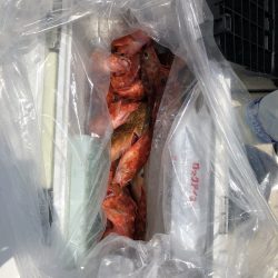 リトルワン 釣果