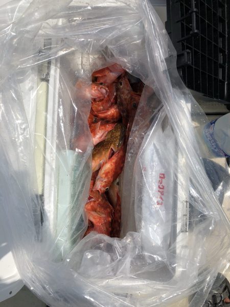 リトルワン 釣果