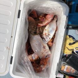 リトルワン 釣果