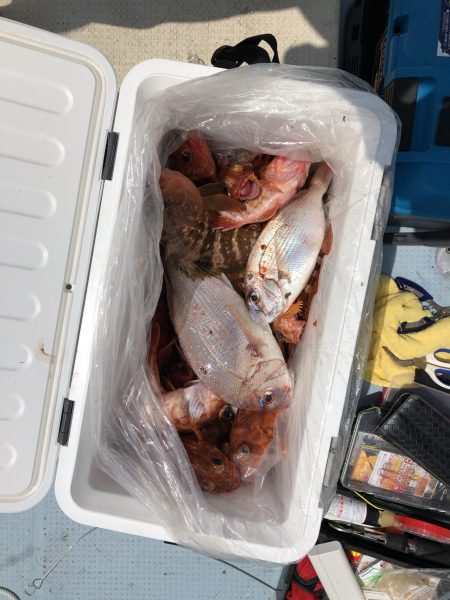 リトルワン 釣果