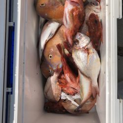 リトルワン 釣果