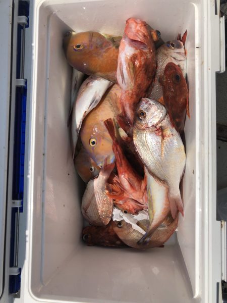 リトルワン 釣果