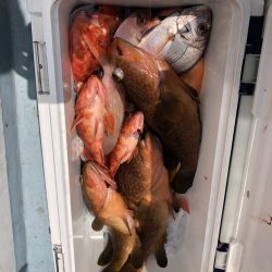 リトルワン 釣果