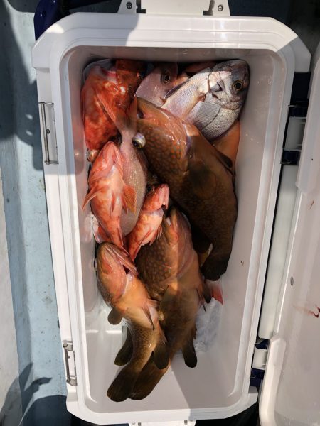 リトルワン 釣果