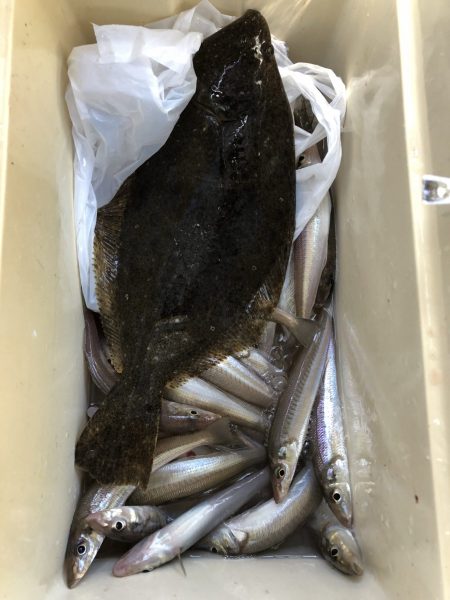 リトルワン 釣果