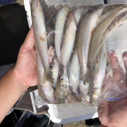 リトルワン 釣果