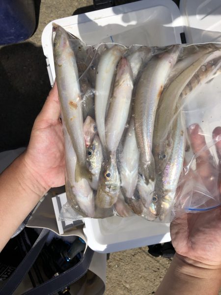 リトルワン 釣果