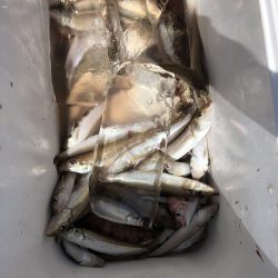 リトルワン 釣果