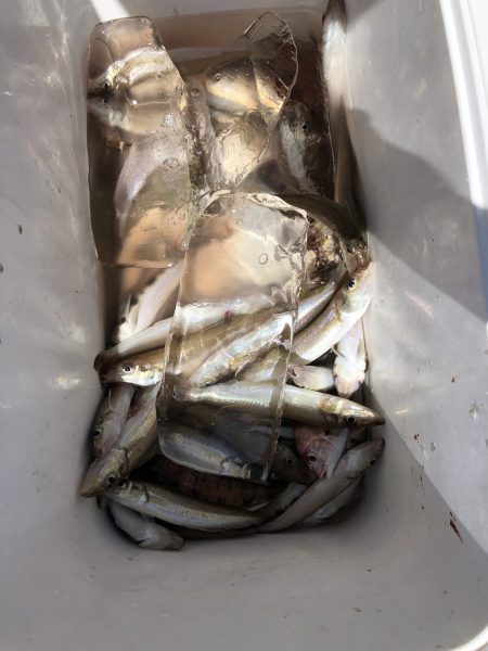 リトルワン 釣果