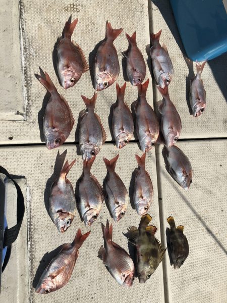 リトルワン 釣果