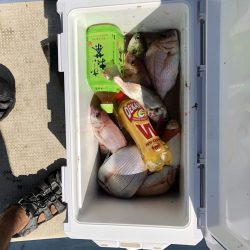 リトルワン 釣果