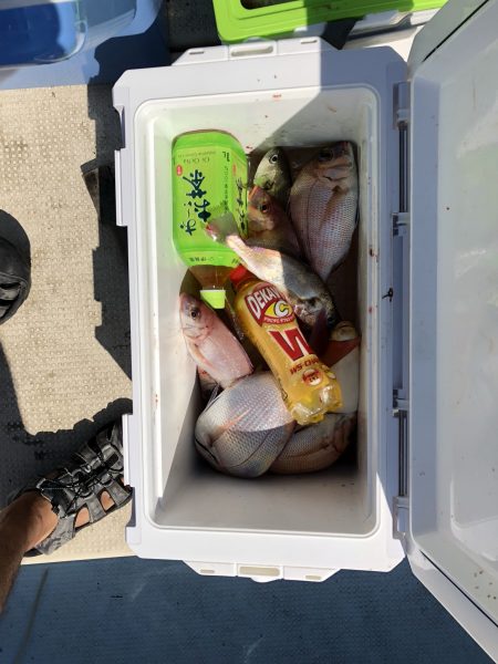 リトルワン 釣果