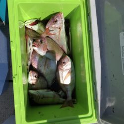 リトルワン 釣果