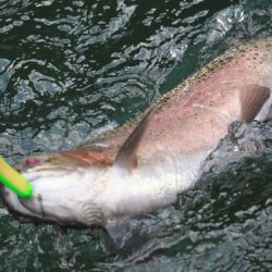 小菅トラウトガーデン 釣果