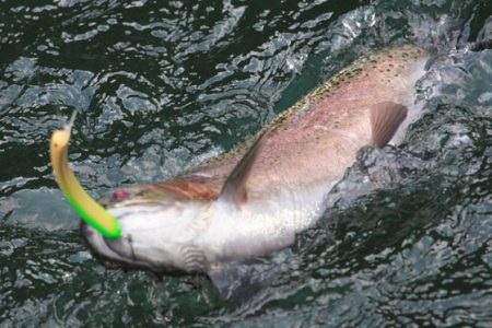 小菅トラウトガーデン 釣果