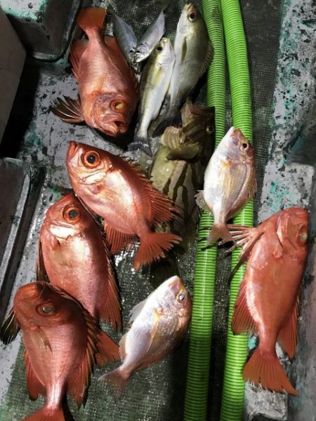 たいし丸 釣果