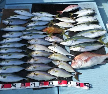清和丸 釣果