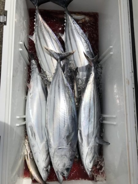 たいし丸 釣果