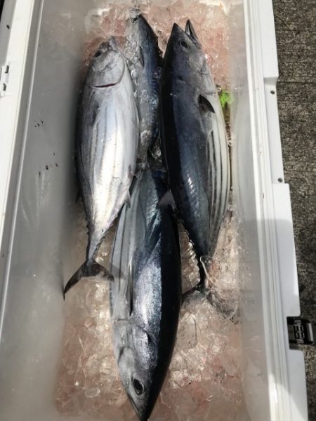たいし丸 釣果