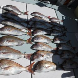 遊漁船 幸友丸 釣果