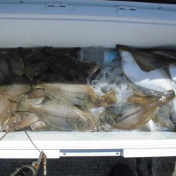 大進丸(新潟) 釣果