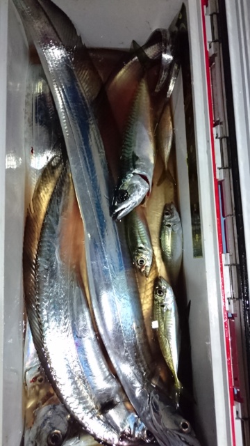 海晴丸 釣果
